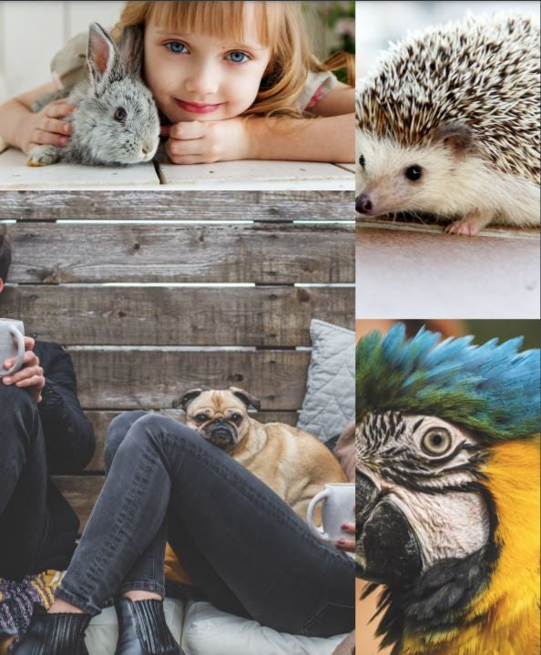 Veterinary Compounding or Pet Compounding | Custom Health RX, Canton, Michigan – Your Local Pet Friendly Pharmacy